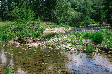 view of a calm mountain river among the green forest on a sunny day