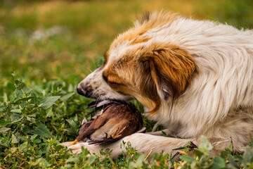 Dog with prey. Wild bird in the jaws of a dog. The dog is eating a bird. Close-up. The dog caught a wild bird. Fluffy white pet with red spots eating a sparrow. The body of a dead bird. Green grass