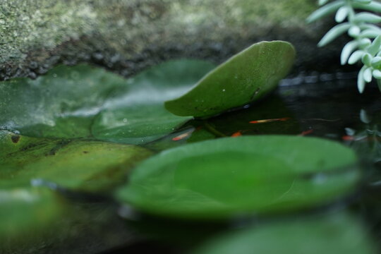 photo of aquatic plants and flowers with a macro lens