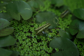 lotus and other plants
