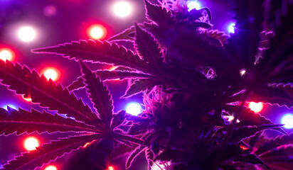 Bottom view up of indoor growing of Sativa or Indica cannabis leaves and flowers under infrared LED lights.
