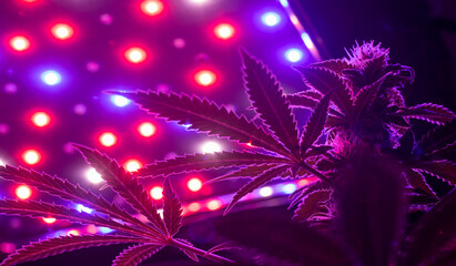 Bottom view up of indoor growing of Sativa or Indica cannabis leaves and flowers under infrared LED...