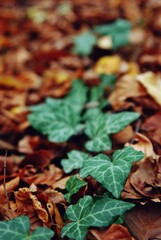 ivy plant in the forest on tree trunk