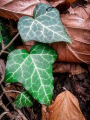 ivy plant in the forest on tree trunk