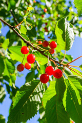 Beautiful red cherries on a branch