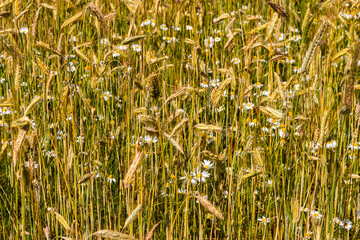 Flowering scentless mayweed in a grain field