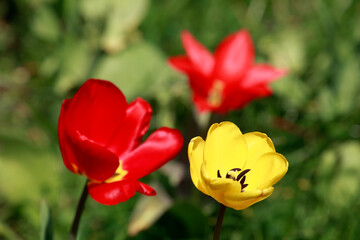 Rot und gelb blühendeTulpen (Tulipa), Closeup, Deutschland