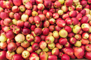 Apple harvest with red apples