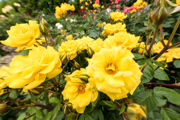 日本　バラ園の黄色いバラの花