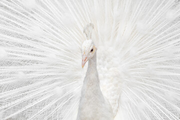 Fototapeta premium Splending White Peacock portrait