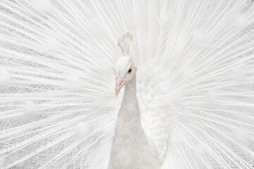 Splending White Peacock portrait
