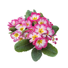 Bright pink colors of primrose isolated on a white background