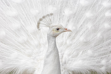 Splending White Peacock portrait