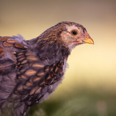 Chicken Portrait