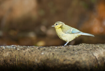 Great tit drinking water from a fountain in the Monfrague National Park in Spain.
