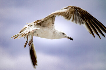 Beautiful seagull flies in the sky under the clouds over the sea. A white bird flies on the beach under the clouds. Cloudy weather