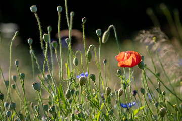 Red poppies amongst other colourful wild flowers, photographed during a heatwave in Gunnersbury Park, west London, UK. 