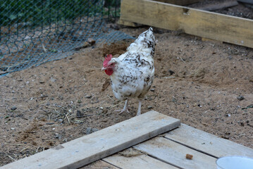 A series of photographs - the household in the epidemic of the coronovirus, Pushkin chickens
