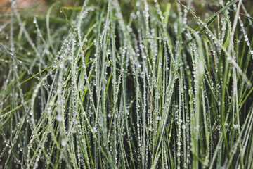close-up of poa poiformis grass plant outdoor covered in raindrops