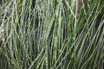 Fototapeta na wymiar close-up of poa poiformis grass plant outdoor covered in raindrops