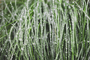 Fototapeta na wymiar close-up of poa poiformis grass plant outdoor covered in raindrops