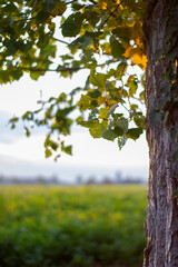Fototapeta premium Baum vor Rapsfeld