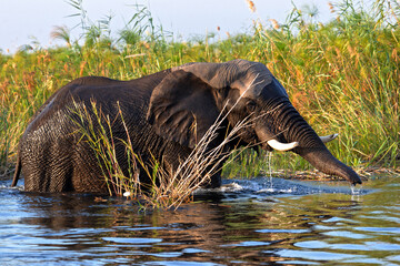 Elefanten beim überqueren des Kwando River in Namibia © maxbaer