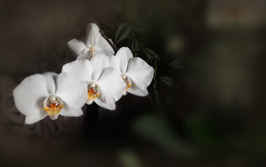 White orchid flower on a dark blurry background