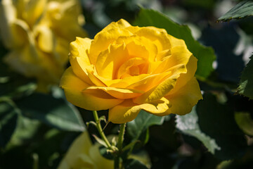 Open blooming yellow rose. Beautiful bright yellow flower among green leaves. Spring park. Close-up. On open air. Front view.