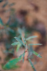 native Australian callistemon plant outdoor covered in raindrops