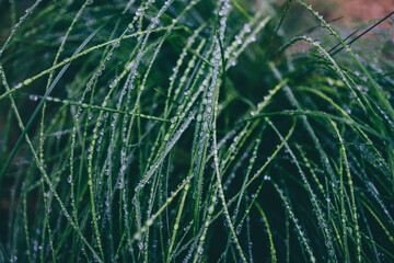 close-up of poa poiformis grass plant outdoor covered in raindrops