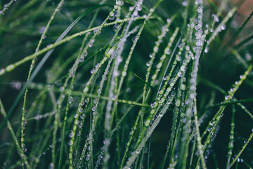 close-up of poa poiformis grass plant outdoor covered in raindrops