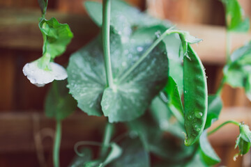 close-up of snowpeas plant outdoor