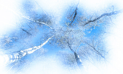  forest and blue sky - in a mist