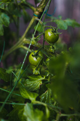 close-up of tomato plant with fruits outdoor in sunny backyar