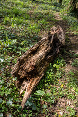 Bosherston Lily Ponds Bosherston Pembroke Pembrokeshire Wales