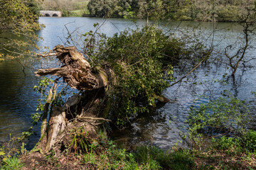 Fallen tree trunk left for wildlife Bosherston Lily Ponds Bosherston Pembroke Pembrokeshire Wales