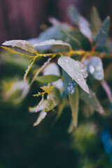 native Australian eucalyptus gum tree plant outdoor covered in raindrops