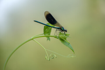 Beautiful damselfly Calopteryx splendens of morning dew in the summer