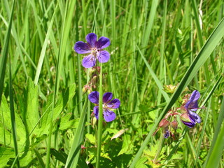 bluebell flowers close-up on a summer meadow in the sun