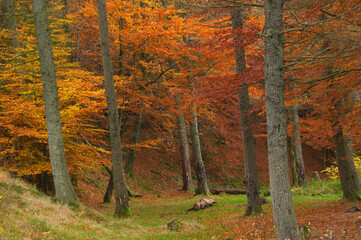Woodland in Autumn Brecon Beacons Powys Wales