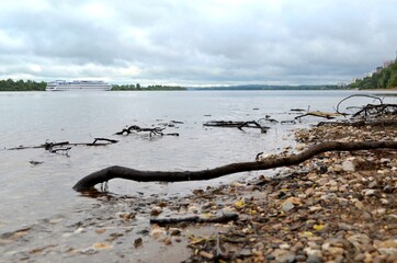 dead tree on the shore