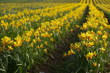 Field of daffodils, Tenby, Pembrokeshire, Wales
