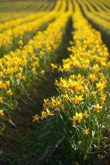 Field of daffodils, Tenby, Pembrokeshire, Wales