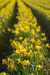 Field of daffodils, Tenby, Pembrokeshire, Wales