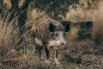 An animal standing on a dry grass field
