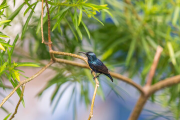 Purple sunbird (Cinnyris asiaticus)- Mother Nature has arranged food for everyone. This bird with its thread like tong can harvest honey from tubular flower of Oleander, Ixora, which no other bird can