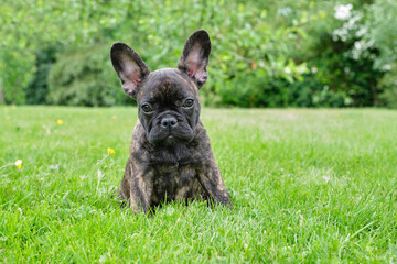 Puppy black brown brindle French bulldog sitting in the grass. Natural background