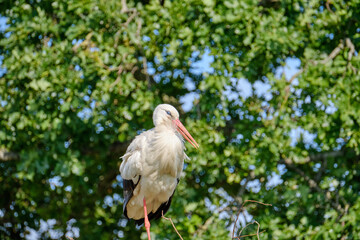 A stork stands in its nest on one leg, fresh green leafs and a blue sky in background. copy-space