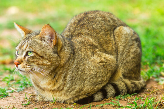 African Wild Cat, Felis libyca, standing on the bushland. Wild cat feline in natural habitat outdoor in South Africa. Side view.